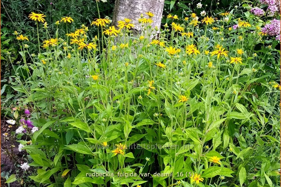Rudbeckia fulgida var. deamii