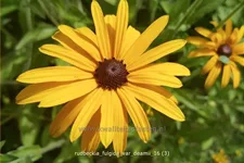 Rudbeckia fulgida var. deamii