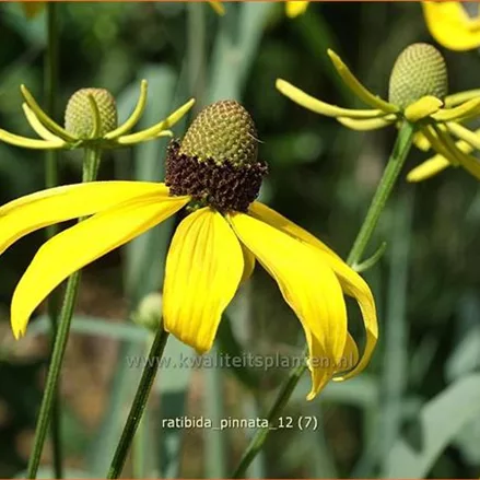 Ratibida pinnata