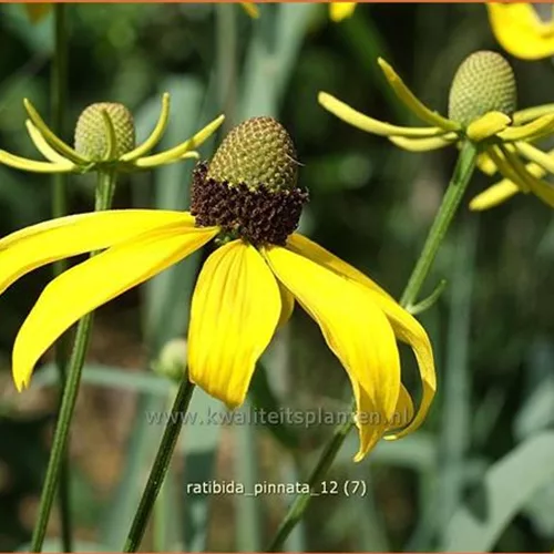 Ratibida pinnata