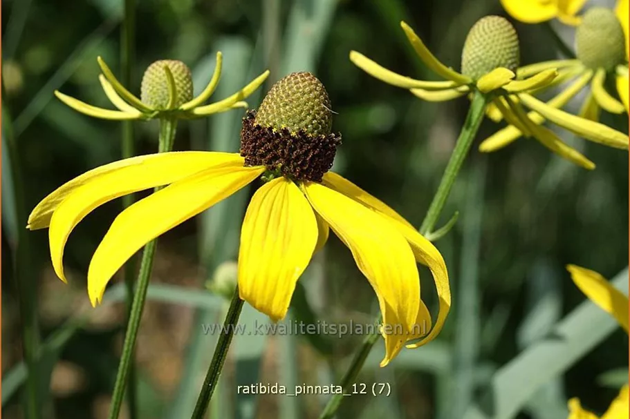 Ratibida pinnata