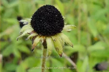 Rudbeckia fulgida var. deamii