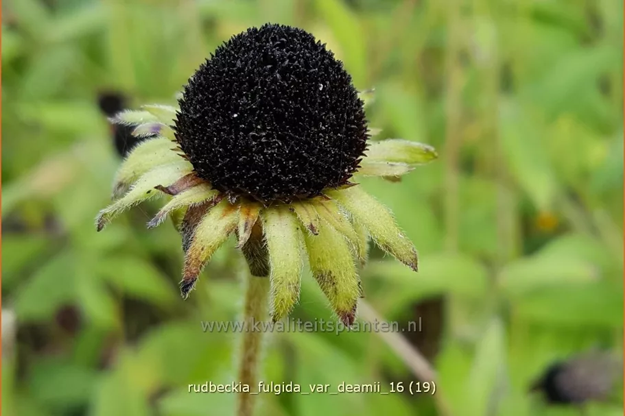 Rudbeckia fulgida var. deamii