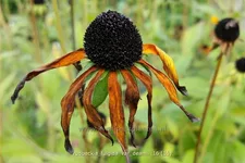 Rudbeckia fulgida var. deamii
