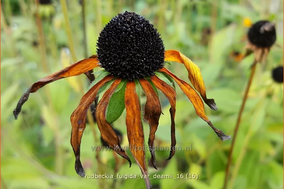 Rudbeckia fulgida var. deamii