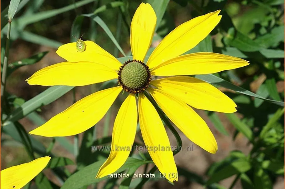 Ratibida pinnata