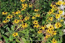 Rudbeckia fulgida var. deamii