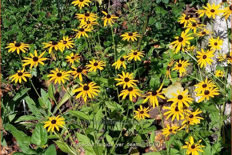 Rudbeckia fulgida var. deamii