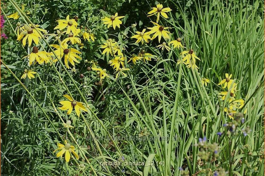 Ratibida pinnata