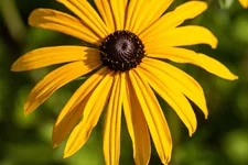 Rudbeckia fulgida var. deamii