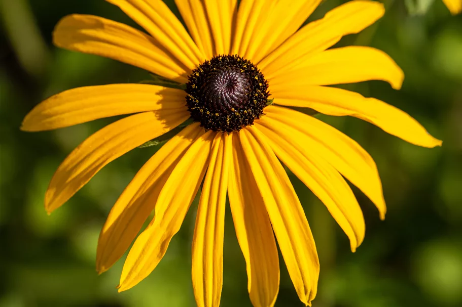 Rudbeckia fulgida var. deamii
