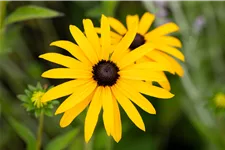 Rudbeckia fulgida var. deamii