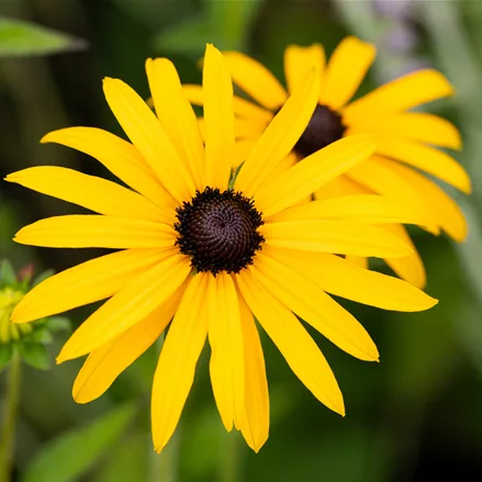 Rudbeckia fulgida var. deamii