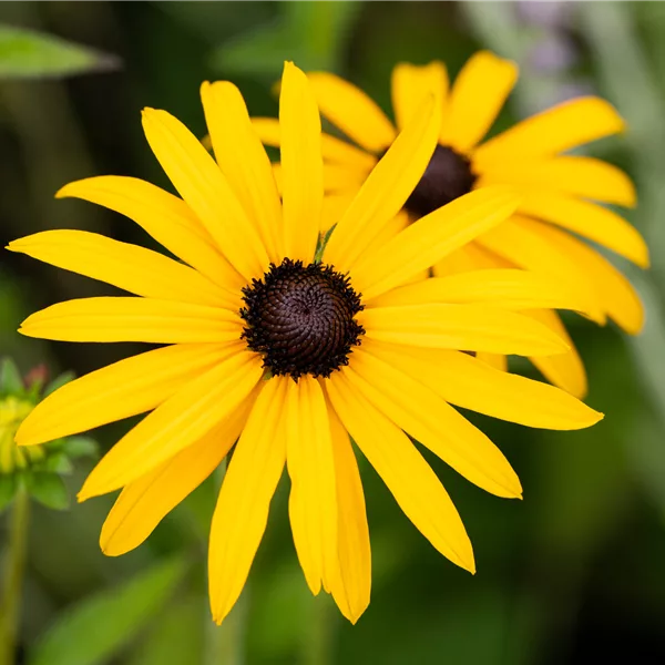 Rudbeckia fulgida var. deamii