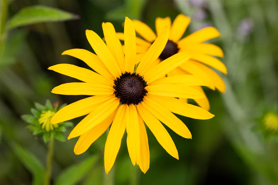Rudbeckia fulgida var. deamii