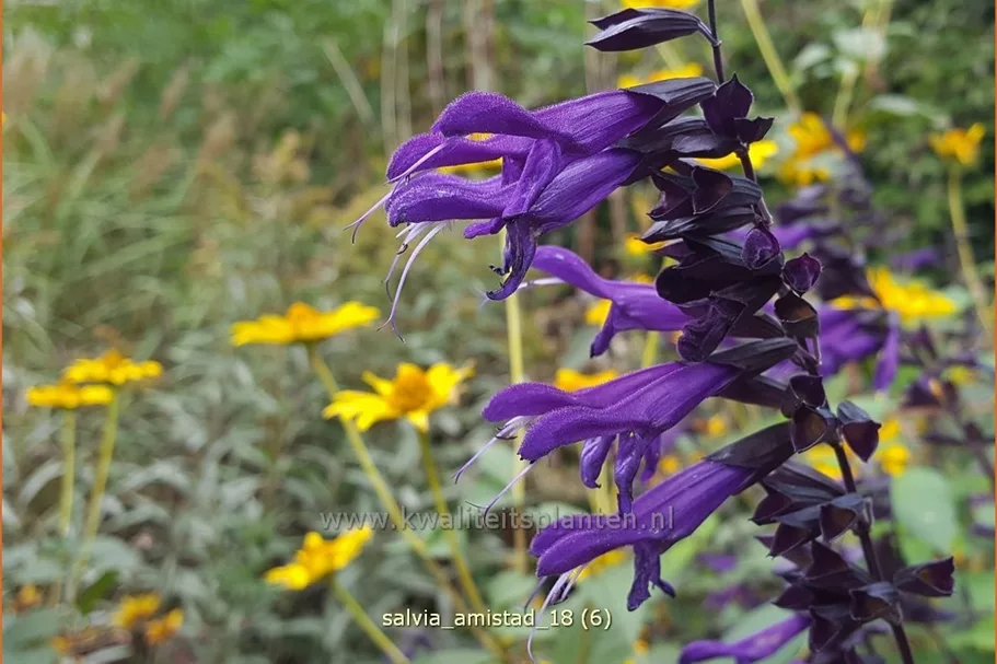 Salvia 'Amistad'