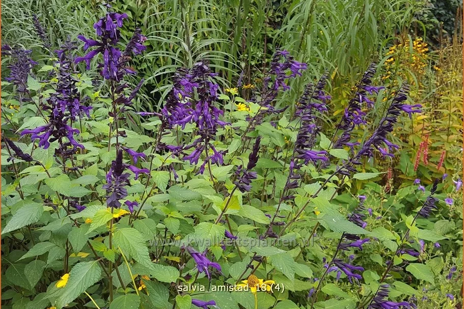 Salvia 'Amistad'