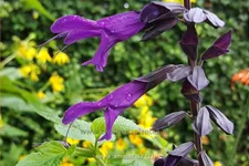 Salvia 'Amistad'