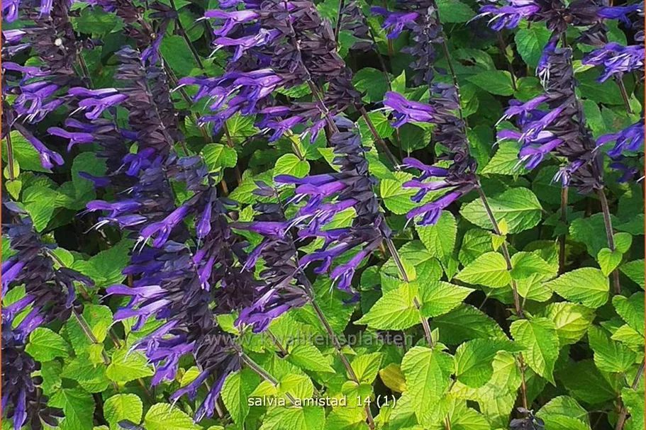 Salvia 'Amistad'