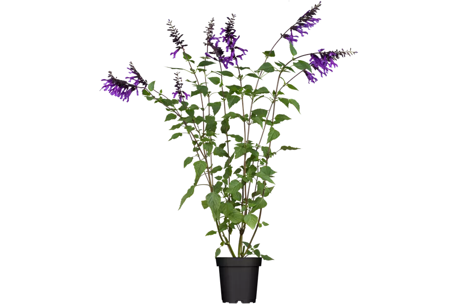 Salvia 'Amistad'