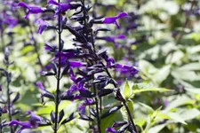Salvia 'Amistad'