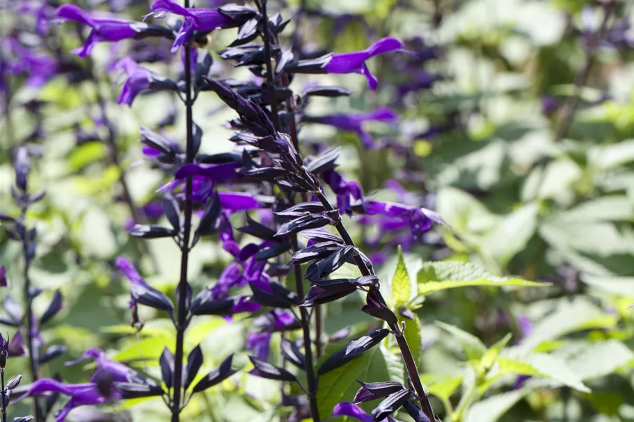 Salvia 'Amistad'