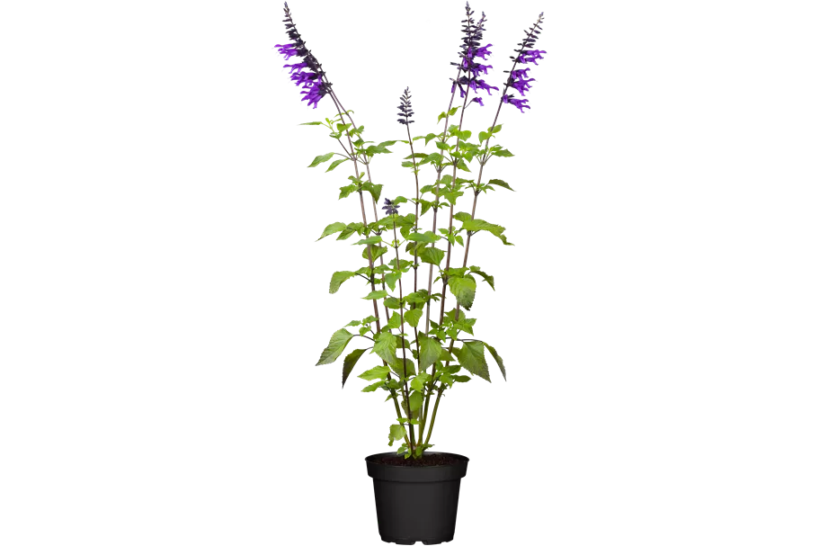 Salvia 'Amistad'