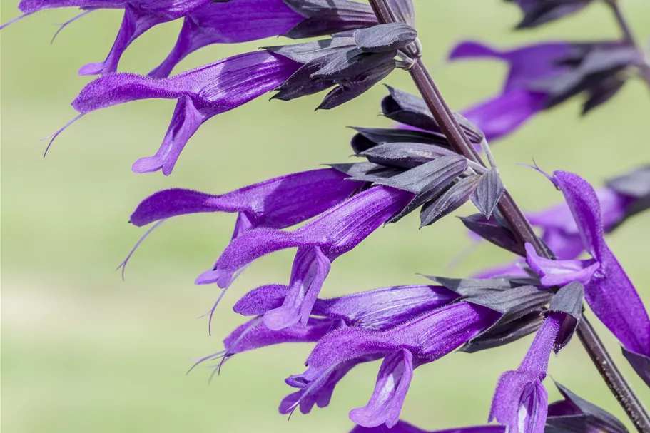 Salvia 'Amistad'