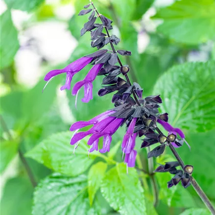 Salvia 'Amistad'