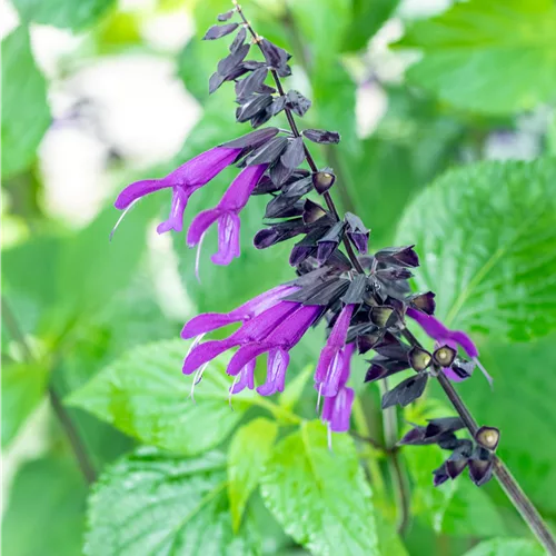 Salvia 'Amistad'