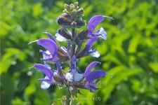 Salvia nemorosa Color Spires® 'Azure Snow'