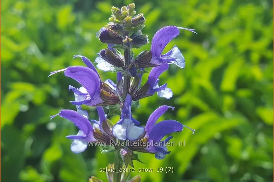 Salvia nemorosa Color Spires® 'Azure Snow'