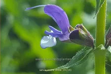 Salvia nemorosa Color Spires® 'Azure Snow'