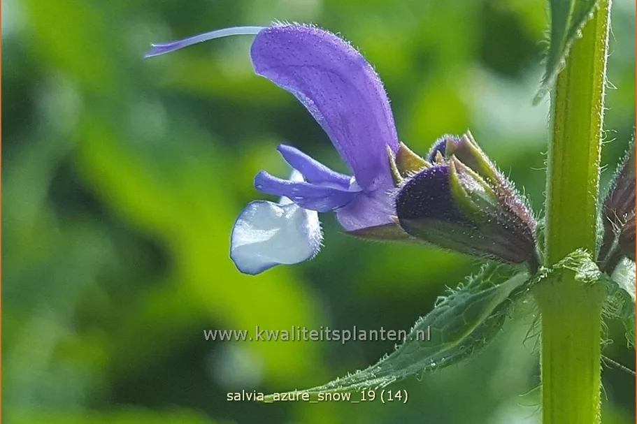 Salvia nemorosa Color Spires® 'Azure Snow'