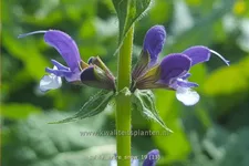 Salvia nemorosa Color Spires® 'Azure Snow'