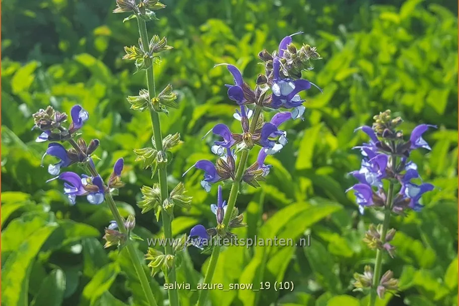 Salvia nemorosa Color Spires® 'Azure Snow'