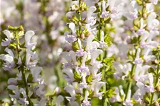 Salvia nemorosa Color Spires® 'Azure Snow'