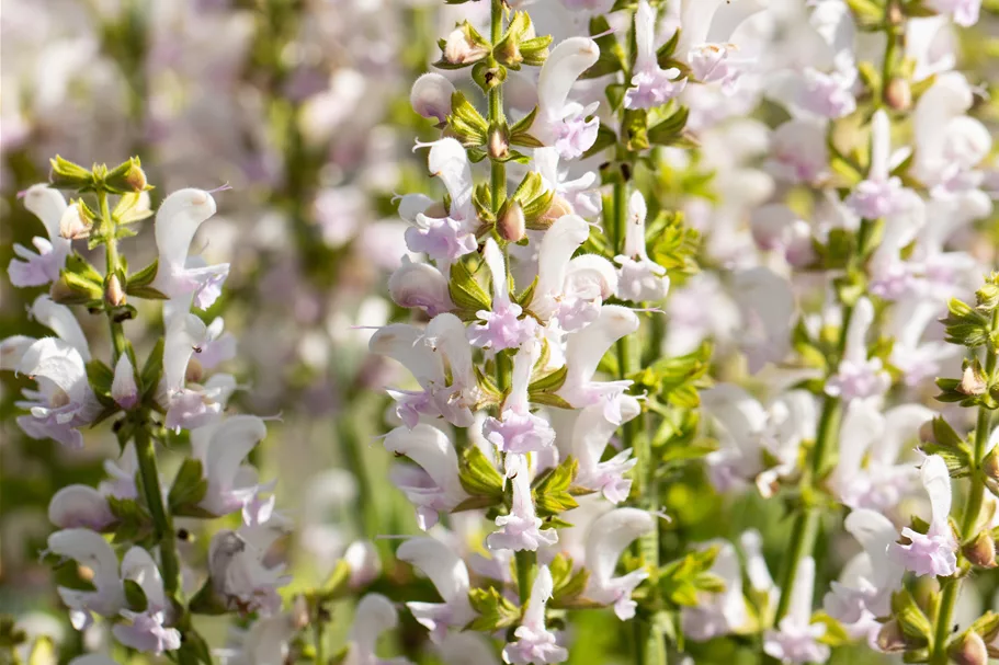 Salvia nemorosa Color Spires® 'Azure Snow'