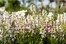 Salvia nemorosa Color Spires® 'Azure Snow'