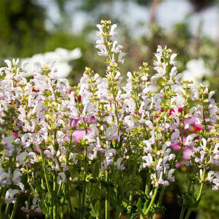 Salvia nemorosa Color Spires® 'Azure Snow'
