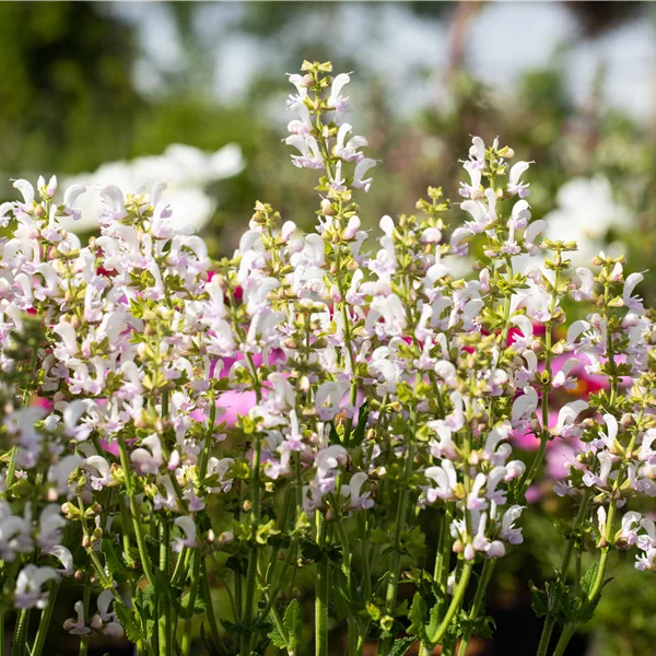 Salvia nemorosa Color Spires® 'Azure Snow'