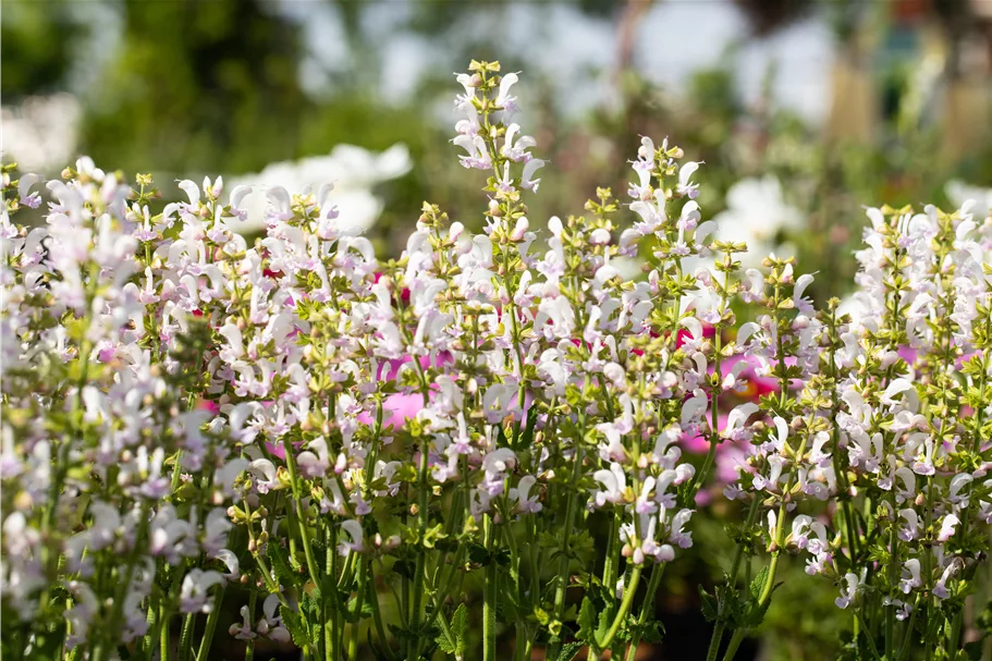 Salvia nemorosa Color Spires® 'Azure Snow'
