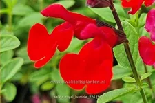 Salvia greggii 'Royal Bumble'