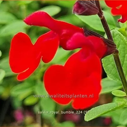 Salvia greggii 'Royal Bumble'