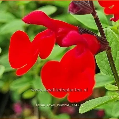 Salvia greggii 'Royal Bumble'