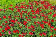 Salvia greggii 'Royal Bumble'