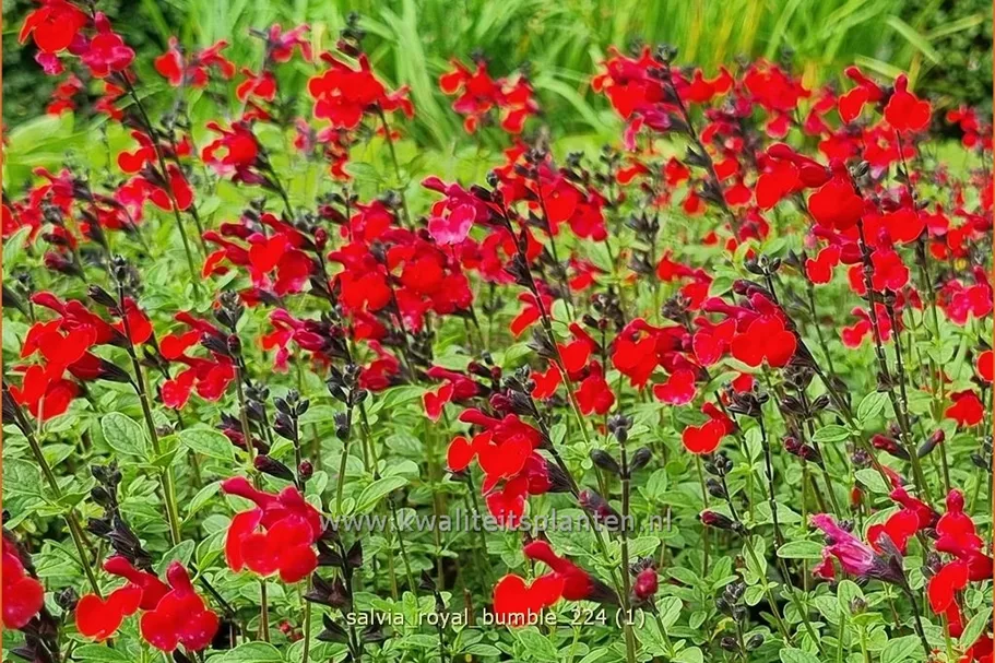 Salvia greggii 'Royal Bumble'