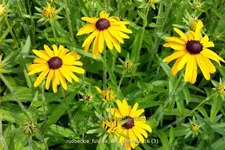 Rudbeckia fulgida var. speciosa