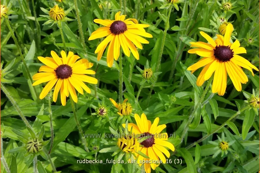 Rudbeckia fulgida var. speciosa