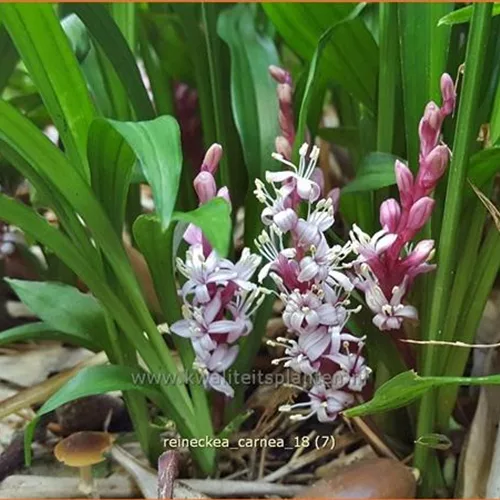 Reineckea carnea